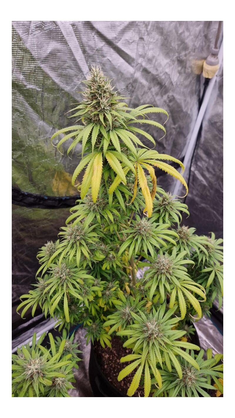 Gorilla Super Glue, Фасовка: 5, изображение 5